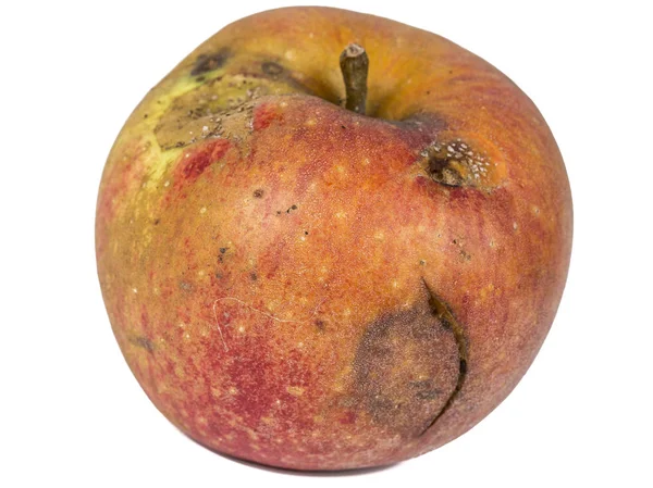 Traccia noiosa di una tignola coccolosa Cydia Pomonella, in una mela verminea. Su sfondo bianco . — Foto Stock