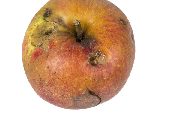 Langweilige Spur einer Apfelwickelmaus Cydia pomonella in einem Wurmapfel. auf weißem Hintergrund. — Stockfoto