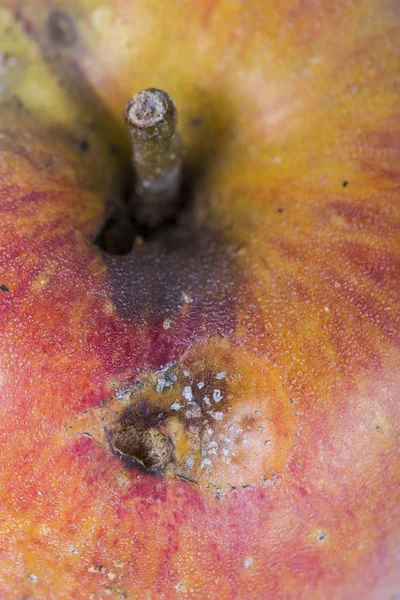 Close up Boring trace of a codling moth Cydia Pomonella, in a wormy apple. On white background.