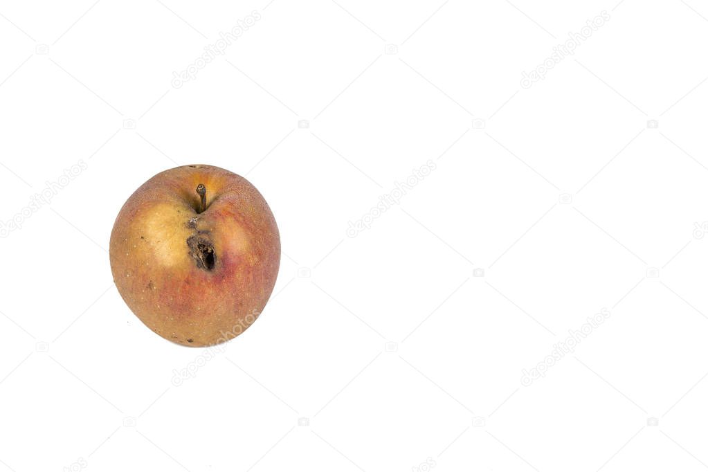 Boring trace of a codling moth Cydia Pomonella, in a wormy apple. On white background.