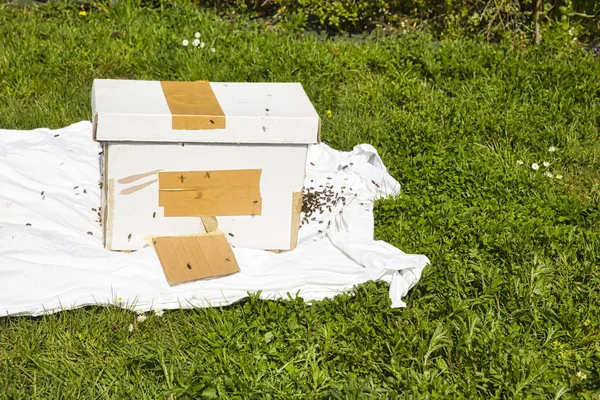 Een catch paperborad White Hive wordt gebruikt om honingbijen te vangen uit andere kolonies die het beeld van de zwermen — Stockfoto