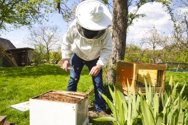 Arı yetiştiricisi arıda. Arı yetiştiricisi arılarla ve arı kovanlarıyla çalışıyor..