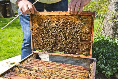 Arıcı elleri koruyucu iş elbisesi içinde arı dolu bir petek tutan apiary de petek çerçeve inspecting