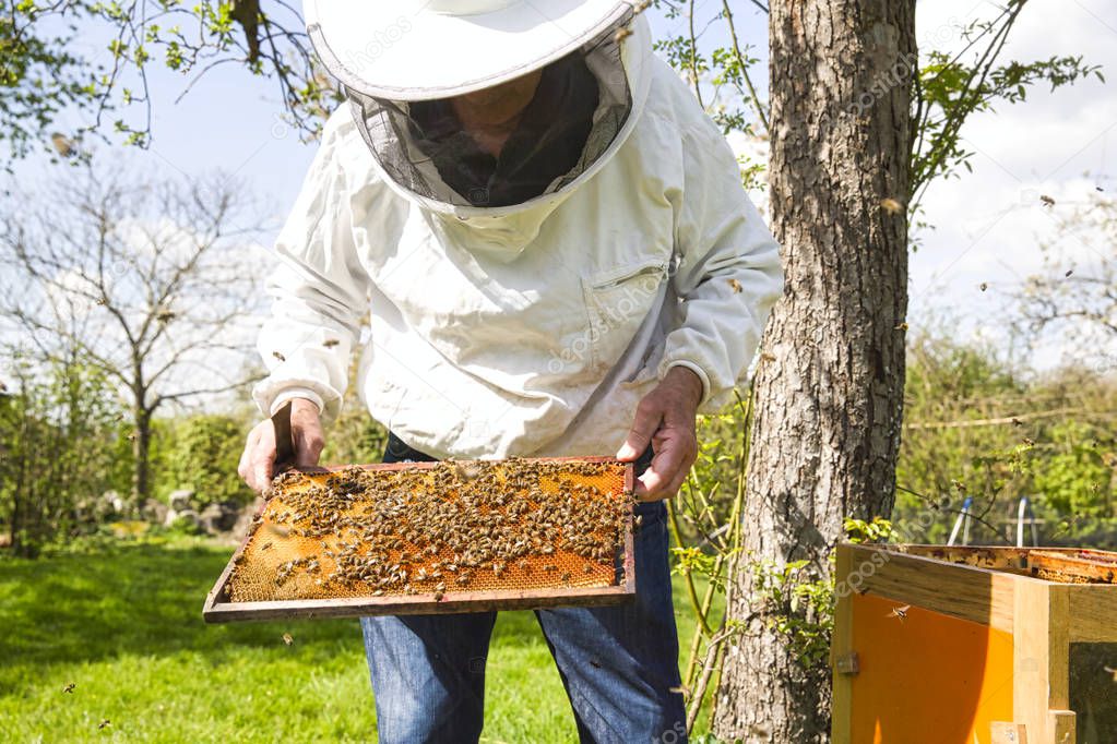Beekeeper is looking swarm activity over honeycomb on wooden frame, control situation in bee colony.