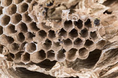 Larva larvamakro stüdyo ile petekli içinde asya eşek arısı yuva yakın