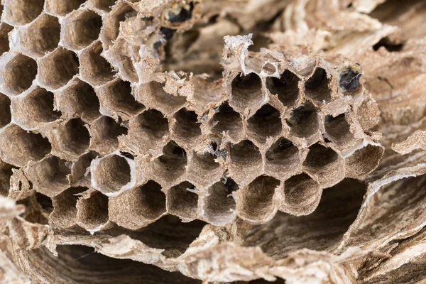 Primer plano de asiático avispones nido dentro honeypeed con larva larvas macro estudio — Foto de Stock