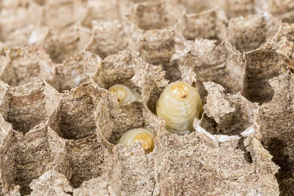 닫기 의 아시아 말벌 둥지 내부 벌집 와 애벌레 매크로 스튜디오 — 스톡 사진