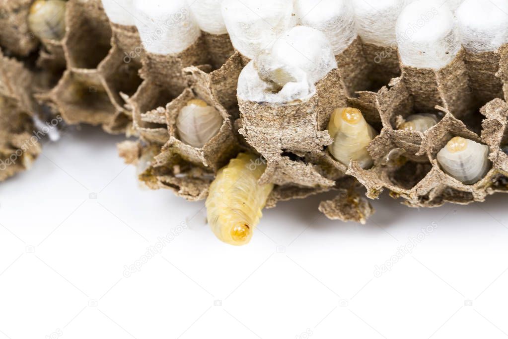 Close up of asian hornets nest inside honeycombed with larva larvae alive and dead macro studio on white background