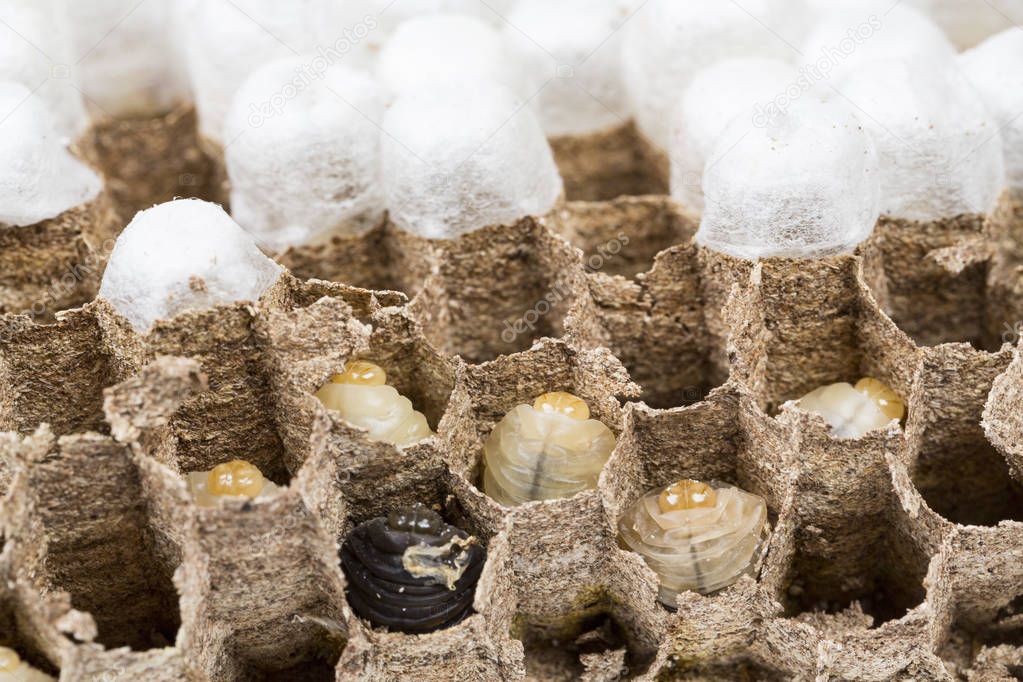 Close up of asian hornets nest inside honeycombed with larva larvae alive and dead macro studio