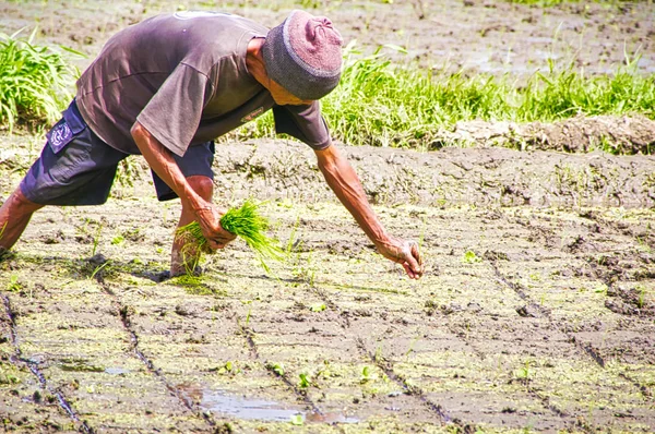 Oidentifierad man odla ris i Bali, Indonesien. Risproduktionen i Indonesien är en viktig del av hans ekonomi och stapelföda i kosten — Stockfoto