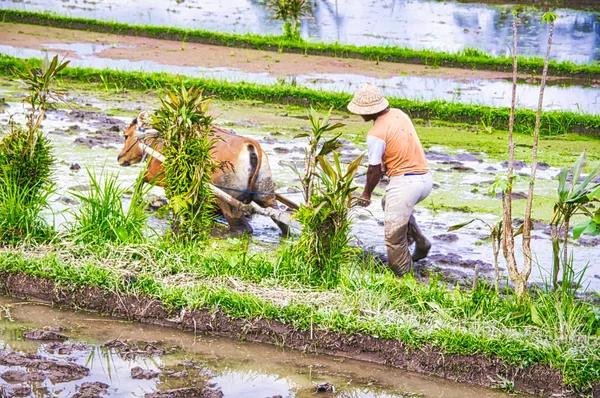 Balinesiska Paddy Farmer plogar fälten det traditionella sättet som förberedelse för en ny säsong — Stockfoto