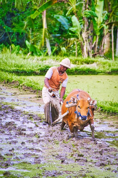 Balinesiska Paddy Farmer plogar fälten det traditionella sättet som förberedelse för en ny säsong — Stockfoto