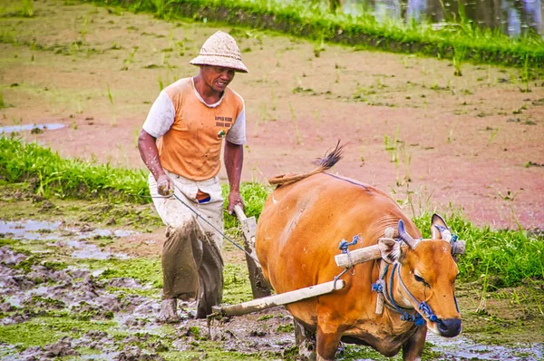 Balinesiska Paddy Farmer plogar fälten det traditionella sättet som förberedelse för en ny säsong — Stockfoto