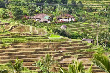 Tegallalang Teras pirinç tarlaları, Bali Üzerinde Ubud
