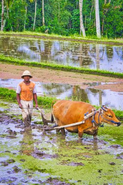 Bali çeltik çiftçi yeni bir sezon için hazırlık alanları geleneksel şekilde pulluklar