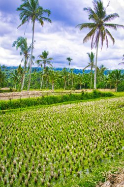 Tegallalang Teras pirinç tarlaları, Bali Üzerinde Ubud