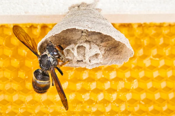 Início do ninho de vespas asiáticas na moldura da colmeia com inseto fazendo ninho — Fotografia de Stock