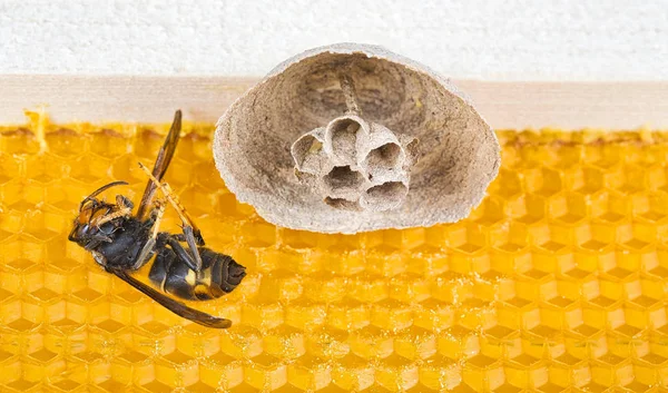 Comienzo de nido de avispón asiático en el marco de la colmena con idead insecto en su espalda — Foto de Stock