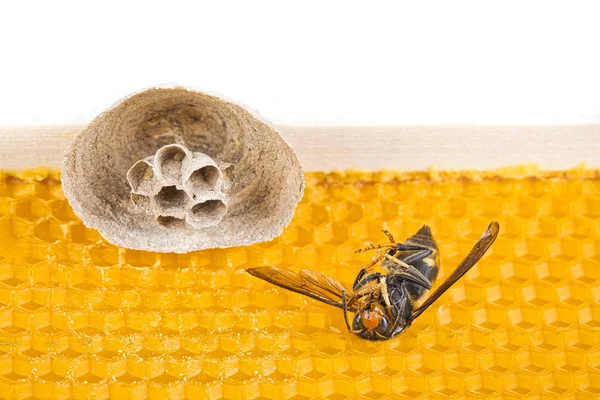 背中にイデッド昆虫を持つミツバチのフレーム上のアジアのスズメバチの巣の始まり — ストック写真