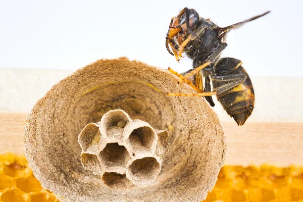 Begin of nest of asian hornet on beehive frame with insect making nest — Stock Photo, Image