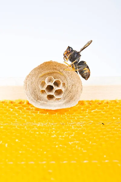 ミツバチの巣にアジアのスズメバチの巣の始まり — ストック写真