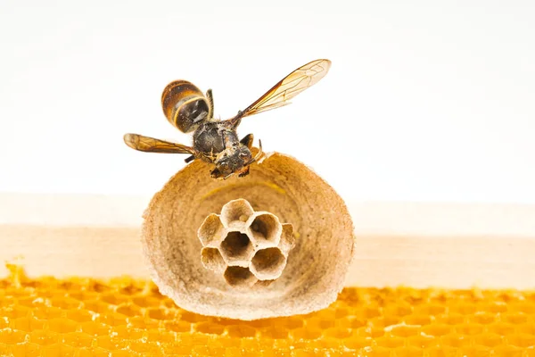 Início do ninho de vespas asiáticas na moldura da colmeia com inseto fazendo ninho — Fotografia de Stock