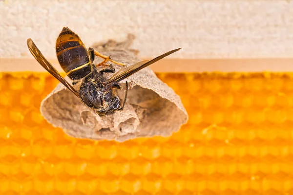 Comienzo del nido de avispón asiático en el marco de la colmena con el nido para hacer insectos — Foto de Stock