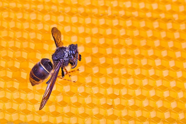 Alive asian hornet on his back on a frame of beehive