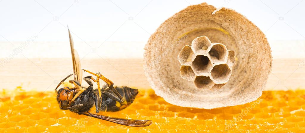 Begin of nest of asian hornet on beehive frame with idead insect on his back
