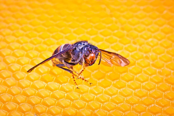 ミツバチのフレームに背中に生きているアジアのスズメバチ — ストック写真