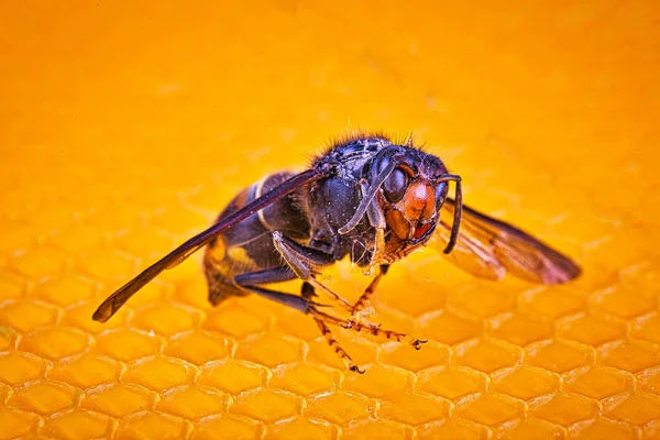 Vivo asiático vespão em suas costas em um quadro de colméia — Fotografia de Stock