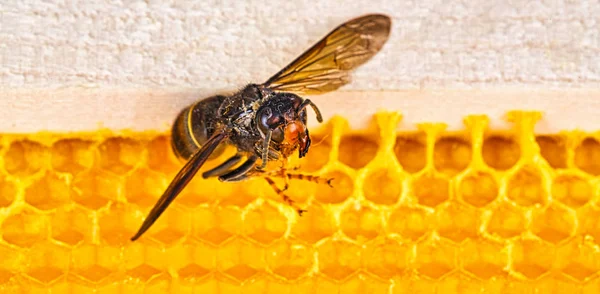 Alive asian hornet on his back on a frame of beehive