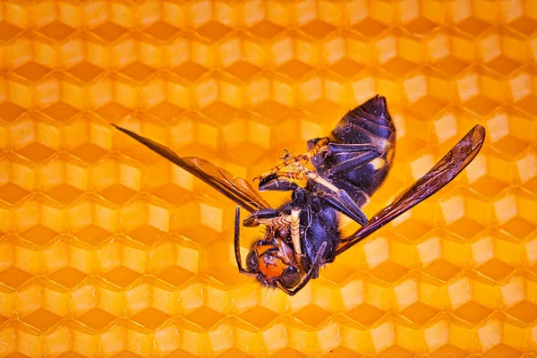 Dode Aziatische Hornet op zijn rug op een frame van Bijenkorf — Stockfoto