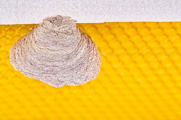 벌집 프레임에 아시아 호넷의 둥지의 시작 — 스톡 사진