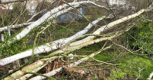 Close up of five big birch trees are downed in garden after strong tornado and wing storm. Disaster for insurance company — Stock Photo, Image