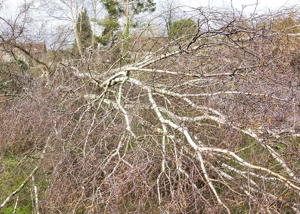 Fem stora björkar är nedstupade i trädgården efter stark Tornado och vinge storm. Katastrof för försäkrings bolag — Stockfoto