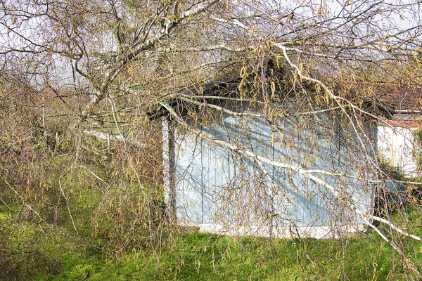 Fem stora björkar är nedstupade i trädgården på trä tak garage efter stark Tornado och vinge storm. Katastrof för försäkrings bolag — Stockfoto