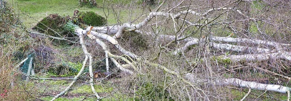 Fem stora björkar är nedstupade i trädgården efter stark Tornado och vinge storm. Katastrof för försäkrings bolag — Stockfoto