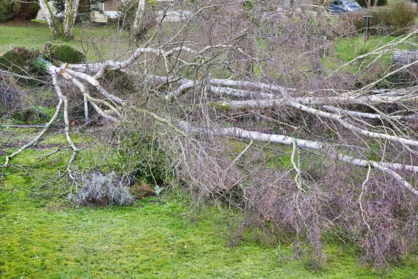 Fünf große Birken sind nach starkem Tornado und Flügelsturm im Garten umgestürzt. Desaster für die Versicherung — Stockfoto