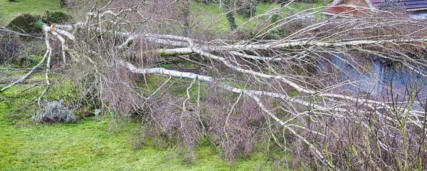 Fünf große Birken sind nach starkem Tornado und Flügelsturm im Garten auf dem hölzernen Garagendach umgestürzt. Desaster für die Versicherung — Stockfoto