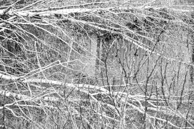 Beş büyük huş ağaçları yakın kadar güçlü kasırga ve kanat fırtınası sonra bahçede downed vardır. Sigorta şirketi için felaket