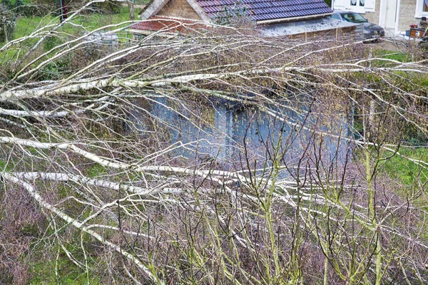 Fünf große Birken sind nach starkem Tornado und Flügelsturm im Garten auf dem hölzernen Garagendach umgestürzt. Desaster für die Versicherung — Stockfoto