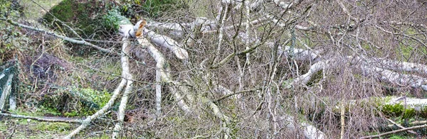 Close up of five big birch trees are downed in garden after strong tornado and wing storm. Disaster for insurance company — Stock Photo, Image