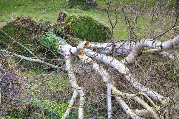 Fem stora björkar är nedstupade i trädgården efter stark Tornado och vinge storm. Katastrof för försäkrings bolag — Stockfoto