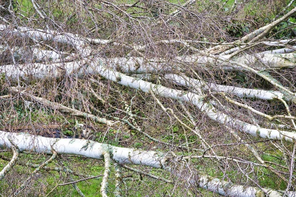 Il primo piano di cinque betulle grandi è abbattuto in giardino dopo tornado forte e tempesta di ala. Disastro per la compagnia di assicurazione — Foto Stock