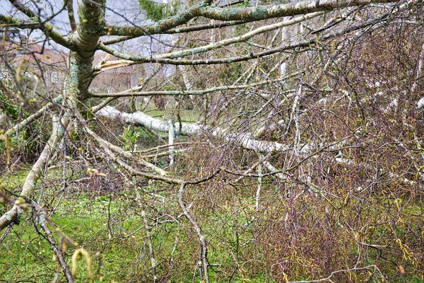 Close up of five big birch trees are downed in garden after strong tornado and wing storm. Disaster for insurance company — Stock Photo, Image