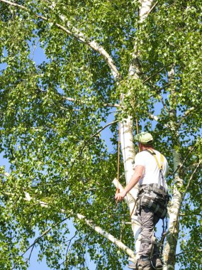 Olgun erkek ağaç düzeltici huş ağacı yüksek, yerden 30 metre, gaz lı testere ile dalları kesme ve güvenli iş için başlık ile bağlı
