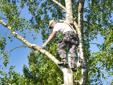Olgun erkek ağaç düzeltici huş ağacı yüksek, yerden 30 metre, gaz lı testere ile dalları kesme ve güvenli iş için başlık ile bağlı