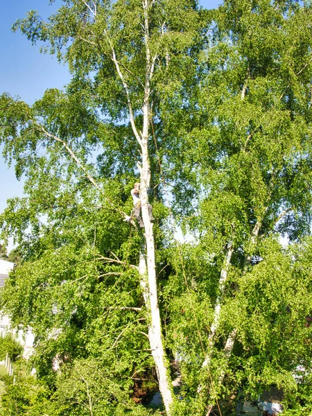 Reife männliche Baumschneider hoch in Birke, 30 Meter vom Boden entfernt, Schneiden von Ästen mit Gas angetriebenen Motorsäge und mit Kopfbedeckung für sichere Arbeit befestigt — Stockfoto