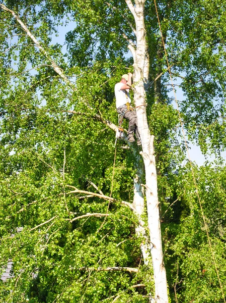 Mogna manliga träd trimmer hög i björk, 30 meter från marken, skära grenar med gasdriven motorsåg och fäst med huvudbonader för säkert jobb — Stockfoto